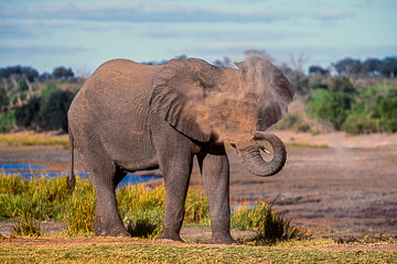 LE-AF-M-15         Elephant Taking Dust Bath, Chobe National Park, Botswana