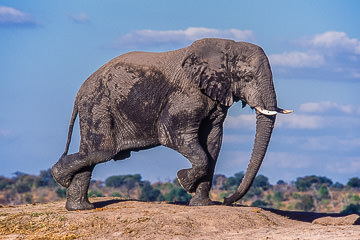 LE-AF-M-19         Elephant Dance, Chobe National Park, Botswana