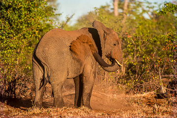 LE-AF-M-25         Elephant Taking A Dust Bath, Kruger National Park, South Africa
