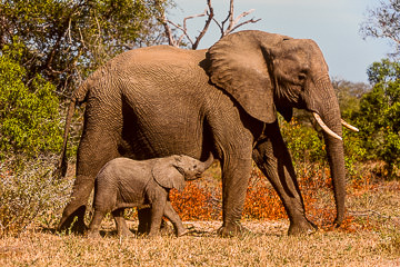 AF-M-06         Elephant Mom With Calf, Londolozi Private Reserve, South Africa