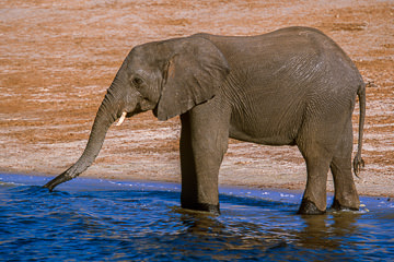 AF-M-112         Elephant Drinking, Chobe National Park, Botswana