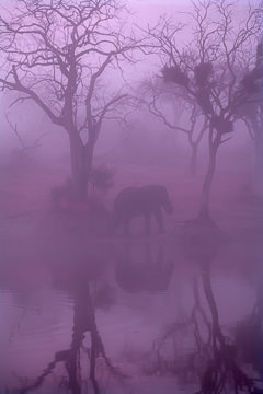 LE-AF-M-121         Elephant In The Mist, Phinda Game Reserve, South Africa