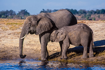 LE-AF-M-03&nbsp;&nbsp;&nbsp;&nbsp;&nbsp;&nbsp;&nbsp;&nbsp; Elephant Mom With Calf At Chobe River, Chobe National Park, Botswana