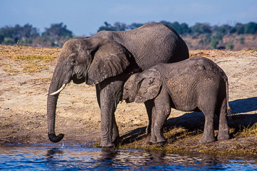 LE-AF-M-03         Elephant Mom With Calf At Chobe River, Chobe National Park, Botswana