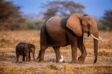 LE-AF-M-08&nbsp;&nbsp;&nbsp;&nbsp;&nbsp;&nbsp;&nbsp;&nbsp; Elephant With Calf, Amboseli National Park, Kenya