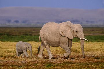 LE-AF-M-109         Elephant Cow Walking With Calf, Amboseli National Park, Kenya