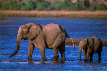 AF-M-110         Elephant With Calf, Chobe River, Chobe National Park, Botswana