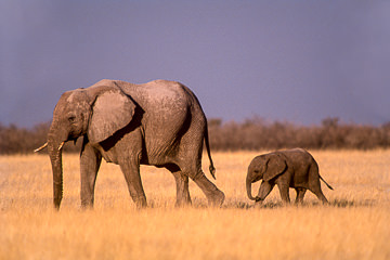LE-AF-M-20         Elephant Walking With Calf, Etosha National Park, Namibia