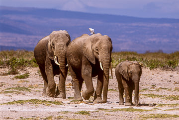 AF-M-01         Elephants On The Move, Amboseli NP, Kenya