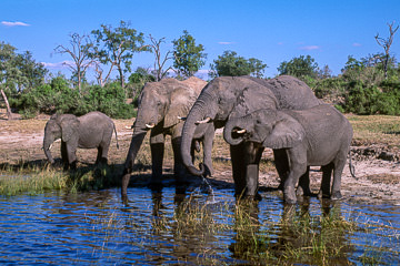 AF-M-119         Elephants Drinking, Chobe National Park, Botswana