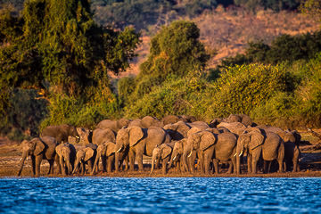 AF-M-14         Herd Of Elephants At Chobe River, Chobe National Park, Botswana