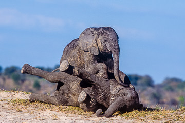 LE-AF-M-17         Young Elephants Playing, Chobe National Park, Botswana