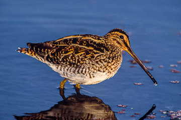 AF-B-01         Ethiopian Snipe, Marievale Bird Sanctuary, South Africa