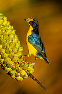 BR-B-41         Male Fifi-Verdadeiro On Caxando, Coastal Region Of Bahia, Brazil