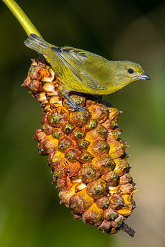 BR-B-73         Female Fifi-Verdadeiro on Caxando, Coastal Region Of Bahia, Brazil