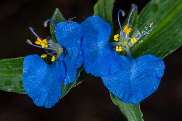 A brazilian flower called flor-de-trapoeraba, taken on the southeast coast of Bahia, Brazil