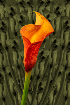 LE-FLL-03         Calla Lily