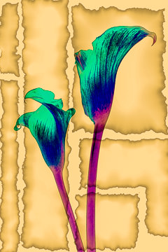 LE-FLL-10         Calla Lillies