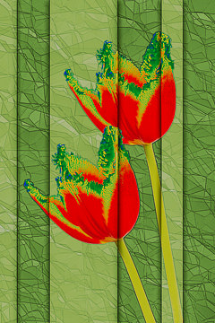 LE-FLL-21         Tulips