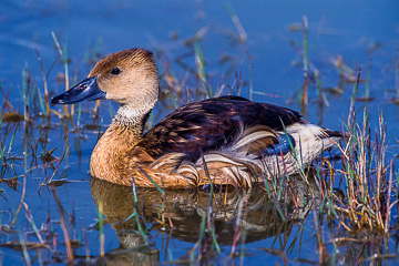 LE-AF-B-01         Fulvous Duck At Amboseli National Park, Kenya