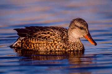 AM-B-02         Gadwall, Edwin B. Forsythe NWR, New Jersey