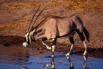 AF-M-02         Gemsbok Walking  Into The Water, Etosha NP, Namibia