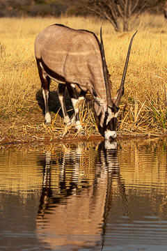 AF-M-101         Gemsbok Drinking, Damaraland Region, Namibia