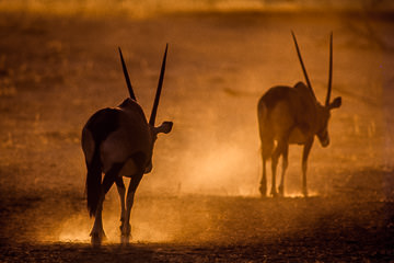 LE-AF-M-01         Gemsboks Raising Dust, Kalahari Gemsbok National Park, South Africa