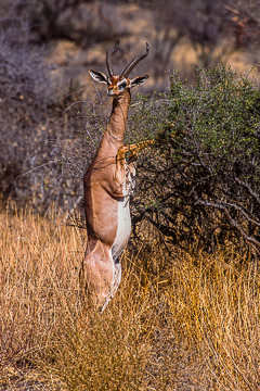 AF-M-04         Male Generuk Feeding, Samburu National Reserve, Kenya