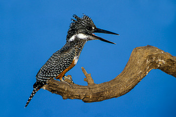 LE-AF-B-01         Giant Kingfisher, Kruger National Park, South Africa
