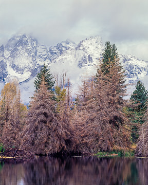 AM-LA-008         Pine Tres At Schwabacher Landing, Grand Teton National Park, Wyoming