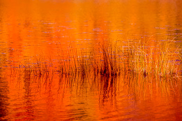 PFM-23&nbsp;&nbsp;&nbsp;&nbsp;&nbsp;&nbsp;&nbsp;&nbsp; Grasses In Autumn, Near Quechee, Vermont