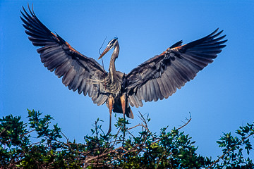 LE-AM-B-11         Great Blue Heron Landing, Venice Rookery, Venice, Florida