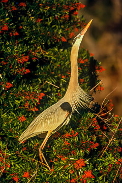 LE-AM-B-07         Great Blue Heron, Venice Rookery, Venice, Florida