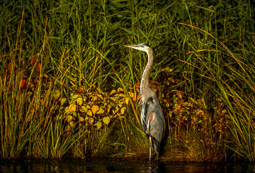 LE-AM-B-11         Great Blue Heron, Edwin B. Forsythe NWR, New Jersey