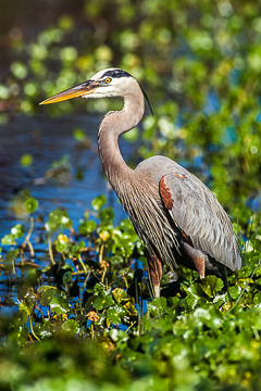 AM-B-17         Great Blue Heron, Venice Rookery, Florida