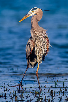 AM-B-18         Great Blue Heron, Sarasota, Florida