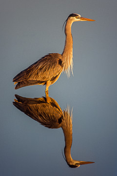 LE-AM-B-20         Great Blue Heron And Reflection, Edwin R. Forsythe NWR, New Jersey