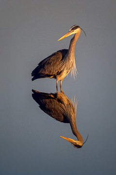 AM-B-21         Great Blue Heron, Edwin B. Forsythe NWR, New Jersey