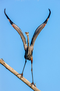 AM-B-23         Great Blue Heron Stretching Wings, Lover's Key State Park, Florida