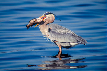 AM-B-38         Great Blue Heron With Large Fish, Sarasota, Florida