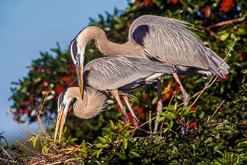 LE-AM-B-24         Great Blue Herons Nesting, Venice Rookery, Venice, Florida