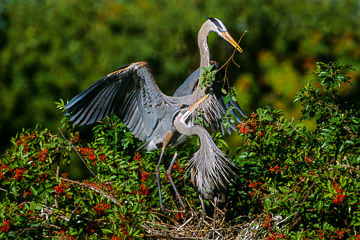 AM-B-25         Great Blue Heron In Nesting Ritual, Venice Rookery, Venice, Florida