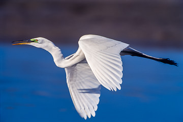 LE-AM-B-02         Great White Egret In Flight, Fort Myers Beach, Florida