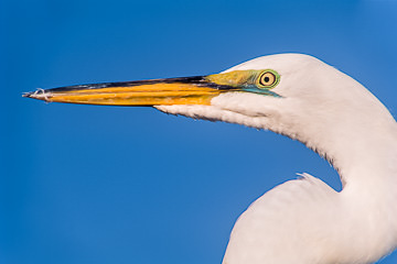 AM-B-05         Great Egret Portrait, Tavernier, Florida