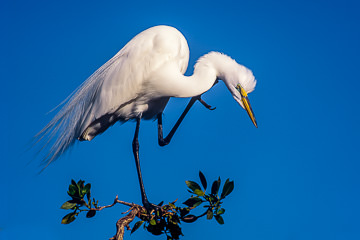 AM-B-06         Great Egret With An Itch, Tavernier, Florida