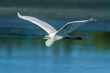 AM-B-07         Great Egret In Flight, Fort Myers Beach, Florida