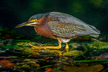 LE-AM-B-01         Green-Backed Heron, Everglades National Park, Florida