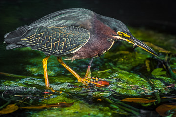 AM-B-02         Green-Backed Heron With Small Fish, Everglades NP, Florida