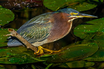 AM-B-04         Green-Backed Heron, Everglades NP, Florida